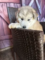 Hercules, a male Alaskan Husky for sale in San Diego, CA – 2 of 6