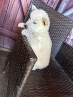 Blue, a male Alaskan Husky for sale in San Diego, CA – 5 of 5