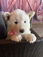 Summer, a female Alaskan Husky for sale in San Diego, CA – 5 of 5