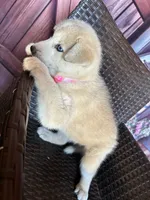 Foxy, a female Alaskan Husky for sale in San Diego, CA – 7 of 7
