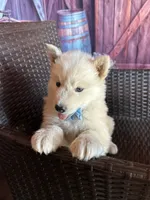 Prince , a male Alaskan Husky for sale in San Diego, CA – 2 of 7