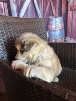 snuggles, a male Alaskan Husky for sale in San Diego, CA – 3 of 4