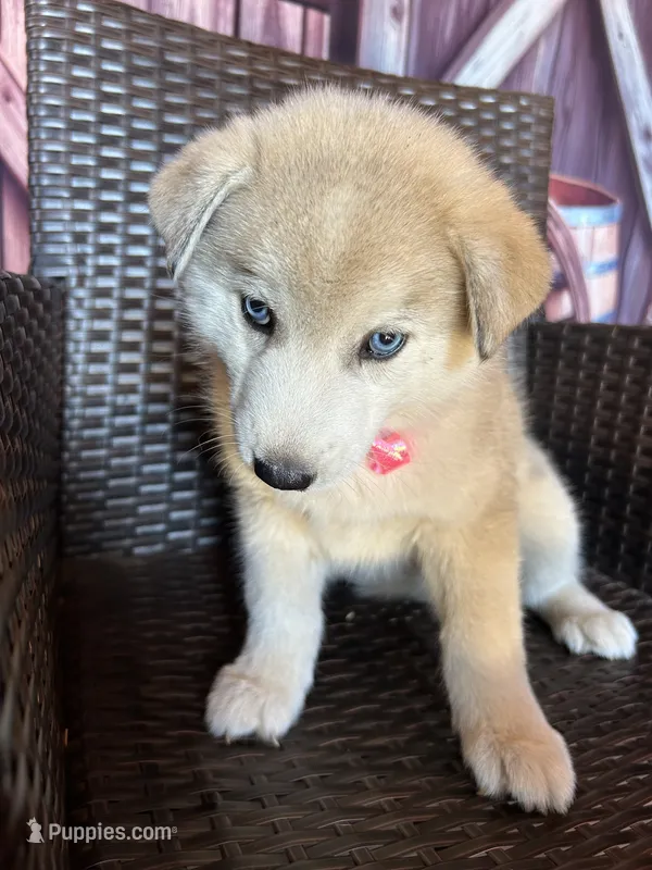 Foxy – Alaskan Husky puppy for sale in San Diego, CA