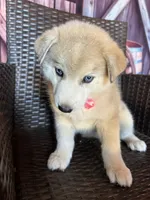 Foxy, a female Alaskan Husky for sale in San Diego, CA – 1 of 7