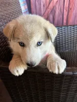 Foxy, a female Alaskan Husky for sale in San Diego, CA – 2 of 7