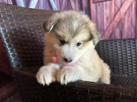 Teddy, a female Alaskan Husky for sale in San Diego, CA – 7 of 7