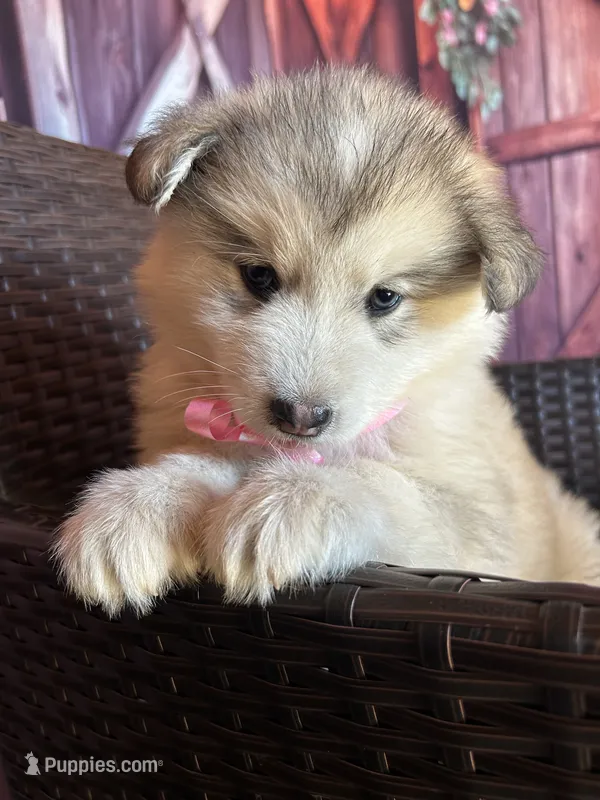Teddy – Alaskan Husky puppy for sale in San Diego, CA