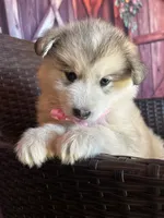 Teddy, a female Alaskan Husky for sale in San Diego, CA – 1 of 7