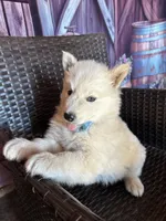 Prince , a male Alaskan Husky for sale in San Diego, CA – 7 of 7