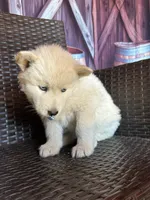 Blue, a male Alaskan Husky for sale in San Diego, CA – 4 of 5