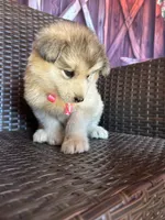 Teddy, a female Alaskan Husky for sale in San Diego, CA – 6 of 7