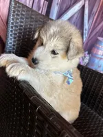Hercules, a male Alaskan Husky for sale in San Diego, CA – 4 of 6