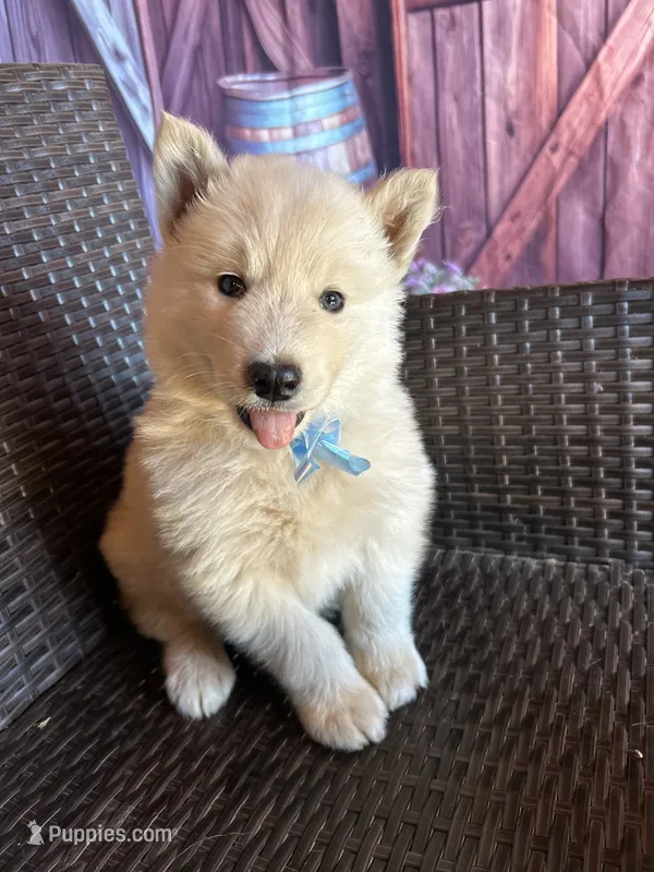 Prince  – Alaskan Husky puppy for sale in San Diego, CA