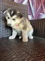Lilly, a female Alaskan Husky for sale in San Diego, CA – 4 of 5