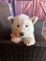 Summer, a female Alaskan Husky for sale in San Diego, CA – 4 of 5