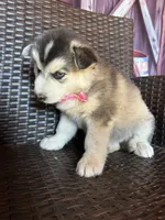 Lilly, a female Alaskan Husky for sale in San Diego, CA – 2 of 5