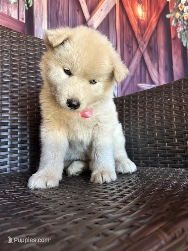 Sugar – Alaskan Husky puppy for sale in San Diego, CA