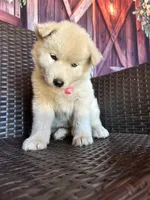 Sugar, a female Alaskan Husky for sale in San Diego, CA – 1 of 6