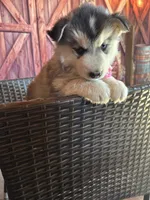 Lilly, a female Alaskan Husky for sale in San Diego, CA – 3 of 5