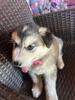 Sophia, a female Alaskan Husky for sale in San Diego, CA – 3 of 5