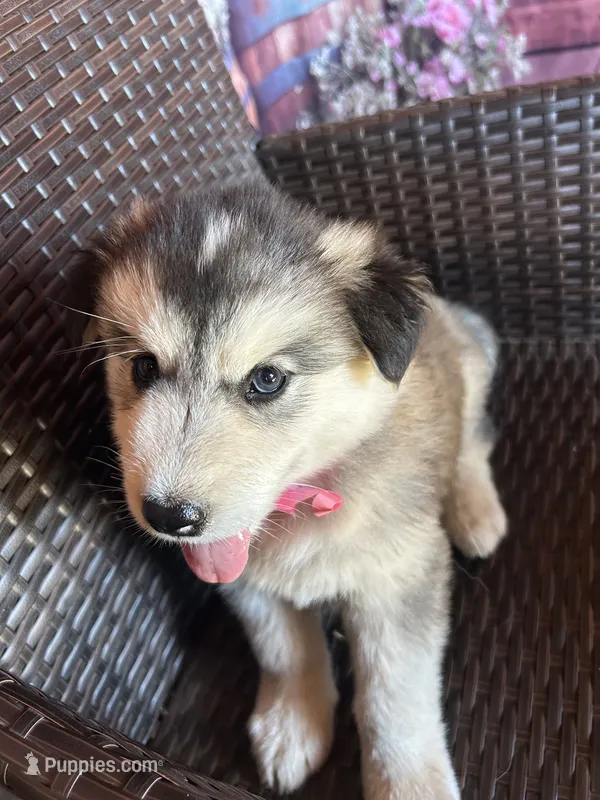 Sophia – Alaskan Husky puppy for sale in San Diego, CA