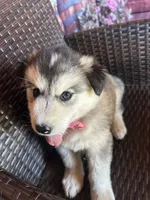 Sophia, a female Alaskan Husky for sale in San Diego, CA – 5 of 5