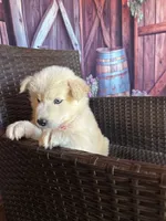 Sugar, a female Alaskan Husky for sale in San Diego, CA – 5 of 6