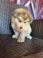 Teddy, a female Alaskan Husky for sale in San Diego, CA – 4 of 7