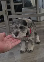 Princess, a female Miniature Schnauzer for sale in San Diego, CA – 4 of 7