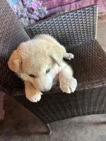 Foxy, a female Alaskan Husky for sale in San Diego, CA – 5 of 7