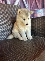 Daisy, a female Alaskan Husky for sale in San Diego, CA – 3 of 5