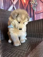 Hercules, a male Alaskan Husky for sale in San Diego, CA – 6 of 6