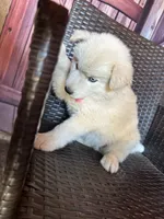 Sugar, a female Alaskan Husky for sale in San Diego, CA – 6 of 6