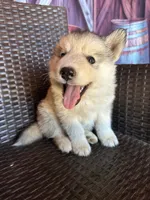 Daisy, a female Alaskan Husky for sale in San Diego, CA – 2 of 5