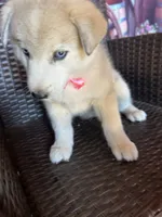 Foxy, a female Alaskan Husky for sale in San Diego, CA – 4 of 7