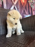 Sugar, a female Alaskan Husky for sale in San Diego, CA – 3 of 6