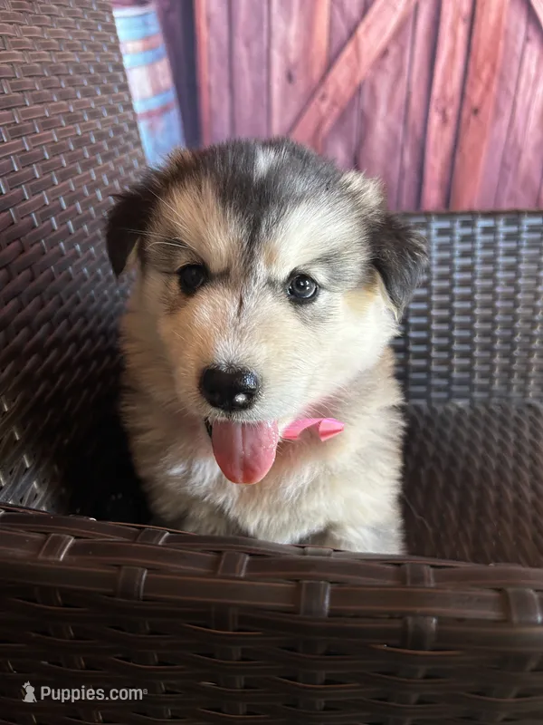 Sophia – Alaskan Husky puppy for sale in San Diego, CA