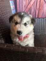Sophia, a female Alaskan Husky for sale in San Diego, CA – 1 of 5
