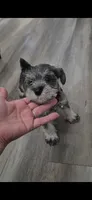Princess, a female Miniature Schnauzer for sale in San Diego, CA – 7 of 7