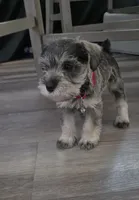 Princess, a female Miniature Schnauzer for sale in San Diego, CA – 2 of 7