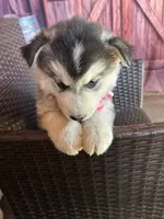 Lilly, a female Alaskan Husky for sale in San Diego, CA – 1 of 5