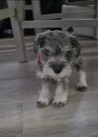 Princess, a female Miniature Schnauzer for sale in San Diego, CA – 3 of 7