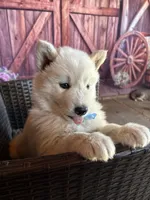 Prince , a male Alaskan Husky for sale in San Diego, CA – 6 of 7