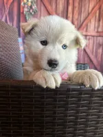 Sugar, a female Alaskan Husky for sale in San Diego, CA – 4 of 6