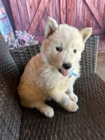 Prince , a male Alaskan Husky for sale in San Diego, CA – 4 of 7