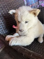 Summer, a female Alaskan Husky for sale in San Diego, CA – 1 of 5