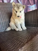 Daisy, a female Alaskan Husky for sale in San Diego, CA – 5 of 5