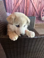 Foxy, a female Alaskan Husky for sale in San Diego, CA – 3 of 7