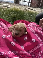 Annie Oakley, a female Goldendoodle for sale in Burley, ID – Photo 2 of 6