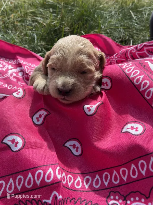 Annie Oakley – Goldendoodle puppy for sale in Burley, ID